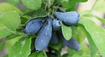 Zimolezová amfora: popis odrůdy, její výhody a nevýhody